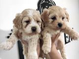 Sevimli Maltipoo Yavrularımız