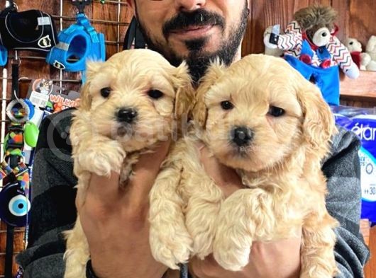 Sevimli Maltipoo Yavrularımız görsel