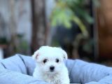 Irk Boy Kilo Ve Sağlık Garantili Maltese Terrier Yavrular