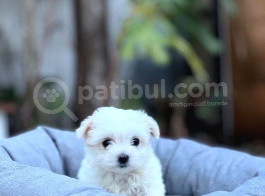 Irk Boy Kilo Ve Sağlık Garantili Maltese Terrier Yavrular görsel