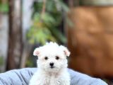 Irk Boy Kilo ve Sağlık Garantili Maltese Terrier Yavrular