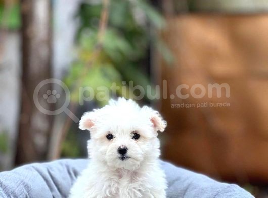 Irk Boy Kilo Ve Sağlık Garantili Maltese Terrier Yavrular