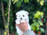 Irk Boy Kilo Ve Sağlık Garantili Maltese Terrier Yavrular