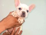 Irk ve Sağlık Garantili French Bulldog Yavrular