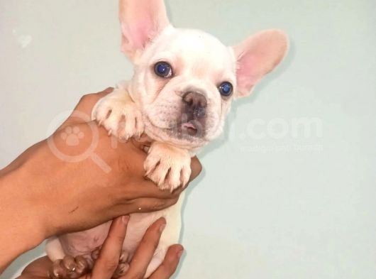 Irk Ve Sağlık Garantili French Bulldog Yavrular