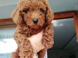 Irk ve Sağlık Garantili Toy Poodle Yavrular