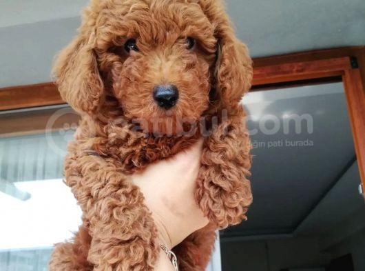 Irk Ve Sağlık Garantili Toy Poodle Yavrular