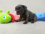 Irk Ve Sağlık Garantili French Bulldog Yavrular