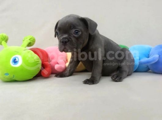 Irk Ve Sağlık Garantili French Bulldog Yavrular görsel