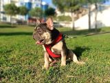 Irk Ve Sağlık Garantili French Bulldog Yavrular