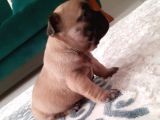 Irk Ve Sağlık Garantili French Bulldog Yavrular