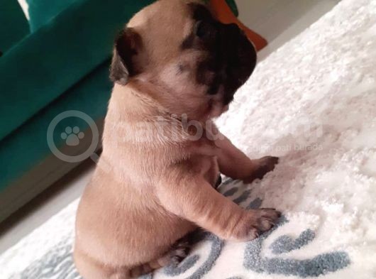 Irk Ve Sağlık Garantili French Bulldog Yavrular görsel