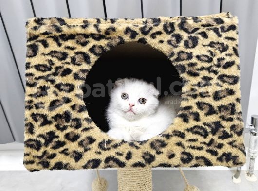 Aile Sıcaklığnda Büyüyen  Scottish Fold British Yvrlr