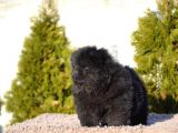Chow chow bebekler