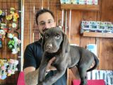 Çikolata Ve Siyah Labrador Retriever Yavrularımız
