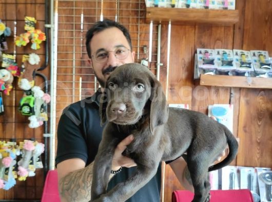 Çikolata Ve Siyah Labrador Retriever Yavrularımız görsel