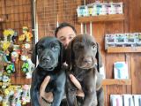 Çikolata Ve Siyah Labrador Retriever Yavrularımız