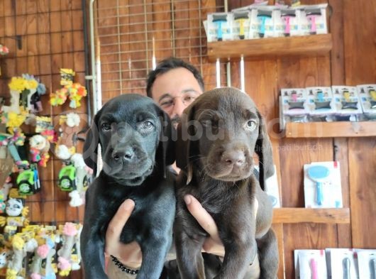 Çikolata Ve Siyah Labrador Retriever Yavrularımız görsel