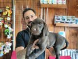 Çikolata Ve Siyah Labrador Retriever Yavrularımız