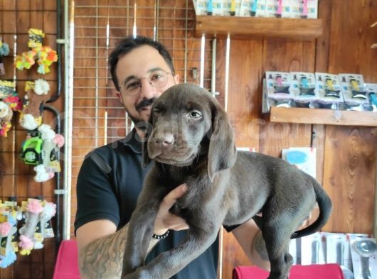 Çikolata Ve Siyah Labrador Retriever Yavrularımız görsel