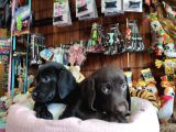 Çikolata Ve Siyah Labrador Retriever Yavrularımız