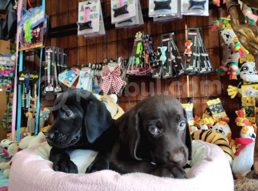 Çikolata Ve Siyah Labrador Retriever Yavrularımız görsel