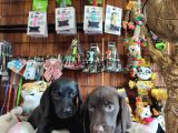 Çikolata Ve Siyah Labrador Retriever Yavrularımız