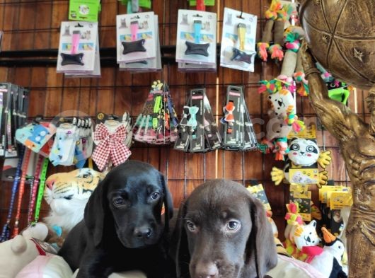 Çikolata Ve Siyah Labrador Retriever Yavrularımız görsel
