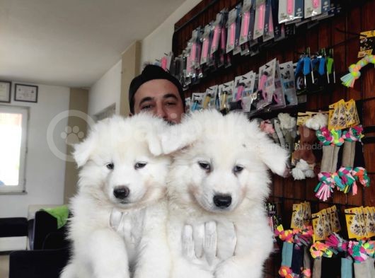 Ayi̇ Yavrusu Samoyed A Kali̇te Irk görsel