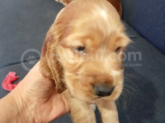 Ücretsiz Cins Köpek Sahiplendirme Ankara