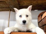 Beyaz Husky Yavrularımız A Kalite