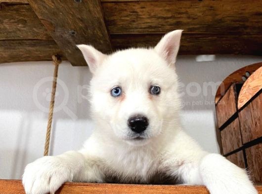Beyaz Husky Yavrularımız A Kalite görsel