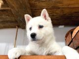 Beyaz Husky Yavrularımız A Kalite