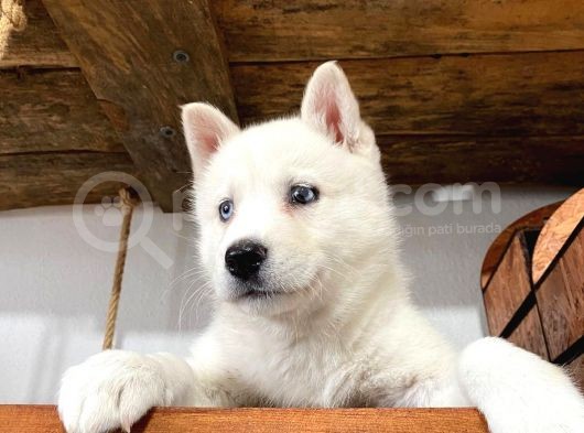 Beyaz Husky Yavrularımız A Kalite görsel