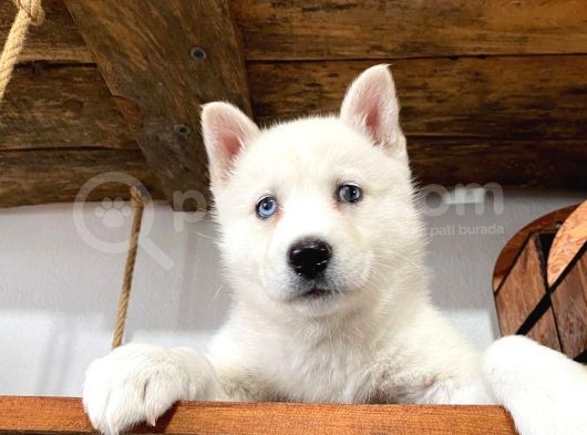 Beyaz Husky Yavrularımız A Kalite görsel