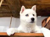 Beyaz Husky Yavrularımız A Kalite
