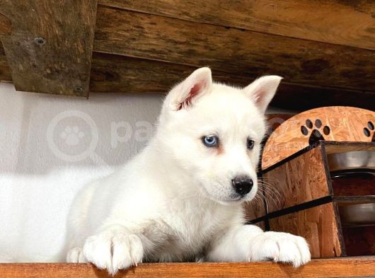 Beyaz Husky Yavrularımız A Kalite