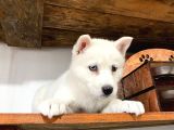 Beyaz Husky Yavrularımız A Kalite