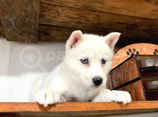 Beyaz Husky Yavrularımız A Kalite görsel