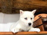 Beyaz Husky Yavrularımız A Kalite