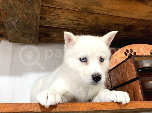 Beyaz Husky Yavrularımız A Kalite görsel