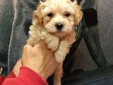 Antialerjik maltipoo yavrularımız a kalite