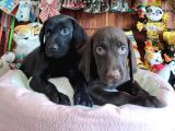 Çikolata Ve Siyah Labrador Retriever Yavrularımız