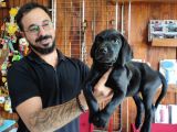 Çikolata ve siyah labrador retriever yavrularımız