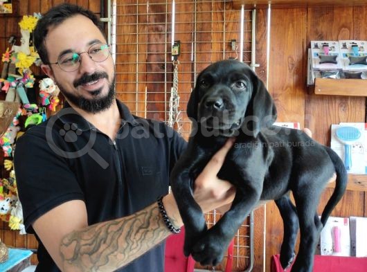 Çikolata Ve Siyah Labrador Retriever Yavrularımız