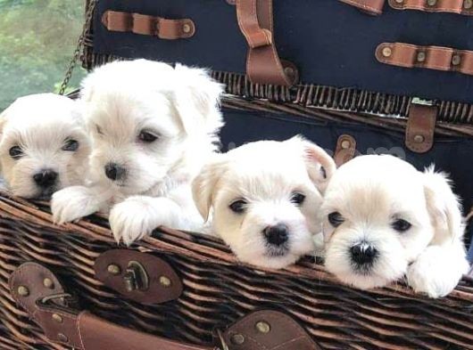 A Kalite Maltese Terrier Yavrularımız görsel