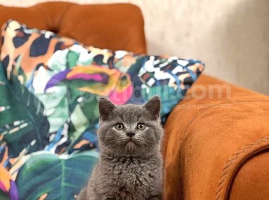 Safkan Oyuncu Bri̇ti̇sh Shorthai̇r Yavrular görsel