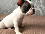 Fransız Bulldog Yavrularımız
