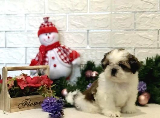Shih Tzu Yavrularımız