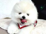 Pomeranian Boo Ayi Surat Yavrularimiz